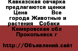 Кавказская овчарка -предлагаются щенки › Цена ­ 20 000 - Все города Животные и растения » Собаки   . Кемеровская обл.,Прокопьевск г.